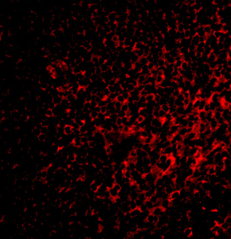 Immunofluorescence of FAF1 in rat spleen tissue with FAF1 antibody at 2 μg/mL