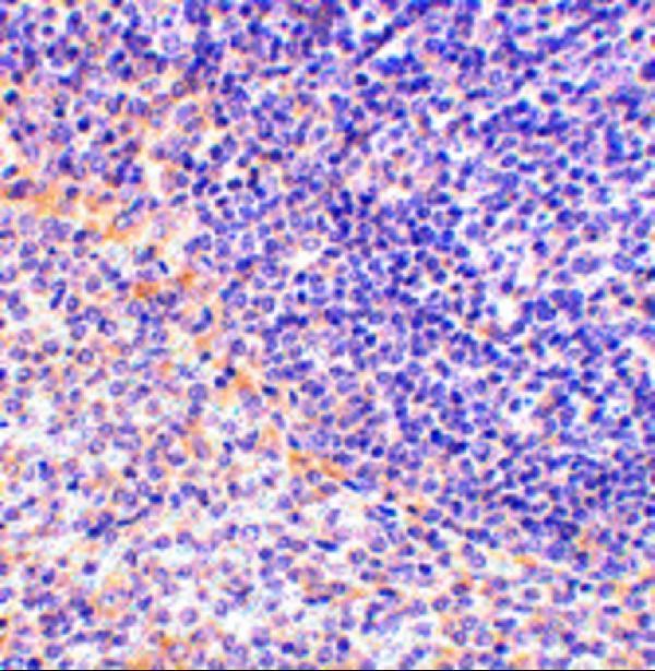 Immunohistochemistry of FAF1 in rat spleen tissue with FAF1 antibody at 2