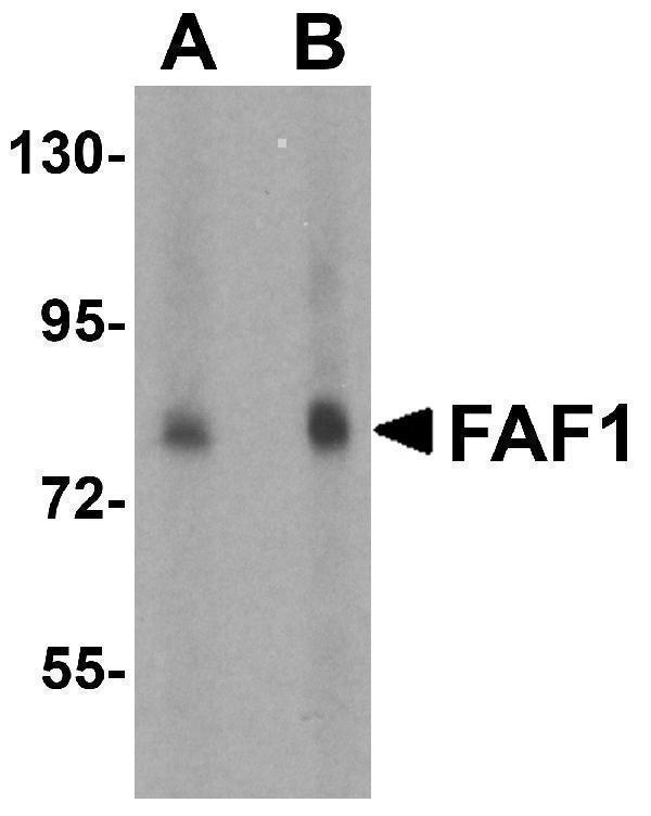 Western blot analysis of FAF1 in THP-1 cell lysate with FAF1 antibody at (A) 1 and (B) 2 μg/mL