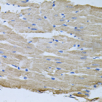 a03843 tars primary antiboties ihc testing 3