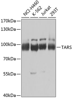 a03843 tars primary antiboties wb testing 1