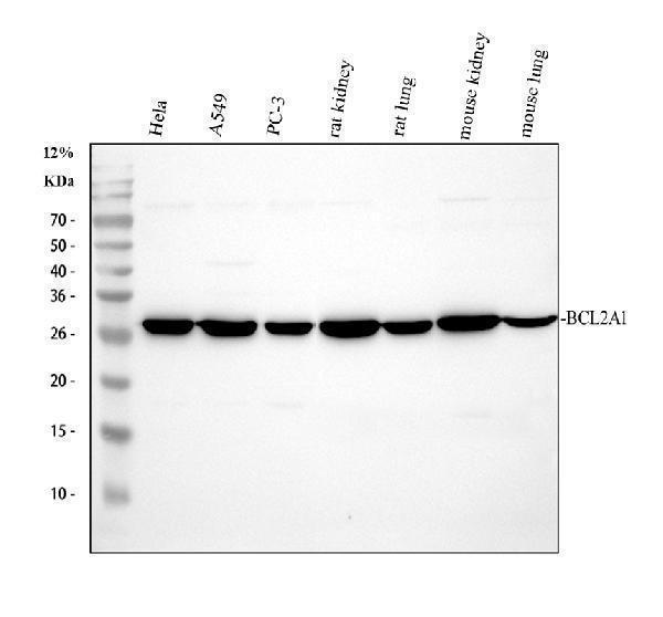 a03850 3 bcl2a1 primary antibodies wb testing 1