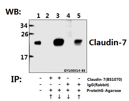 a03851 1 cldn7 primary antiboties ip testing 3