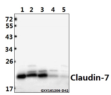 a03851 1 cldn7 primary antiboties wb testing 1