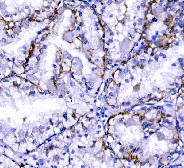  IHC analysis of Claudin 7/CLDN-7 using anti-Claudin 7/CLDN-7 antibody (A03851-3)