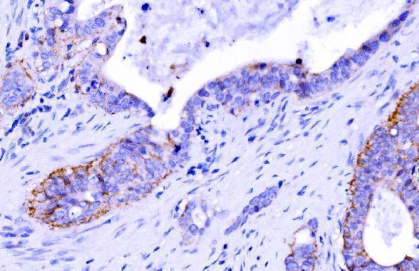  IHC analysis of Claudin 7/CLDN-7 using anti-Claudin 7/CLDN-7 antibody (A03851-3)