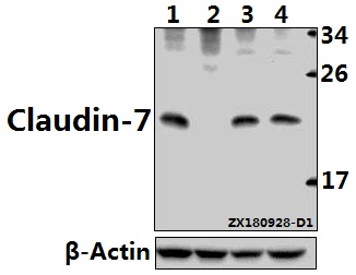 a03851s204 cldn7 primary antiboties wb testing 1
