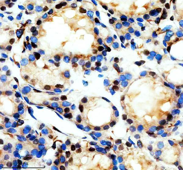 a03852 3 rest primary antibodies ihc testing 3