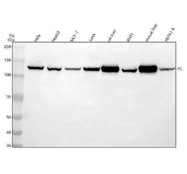  Western blot analysis of Pyruvate Carboxylase/PC using anti-Pyruvate Carboxylase/PC antibody (A03853-2)