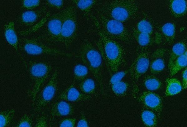 a03853 3 pc primary antibodies if testing 7