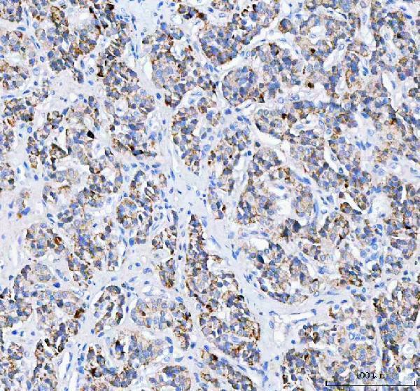 a03853 3 pc primary antibodies ihc testing 4