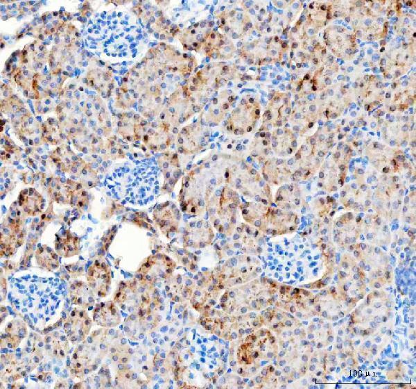 a03853 3 pc primary antibodies ihc testing 5