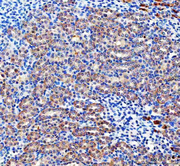 a03853 3 pc primary antibodies ihc testing 6