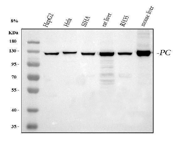  Western blot analysis of Pyruvate Carboxylase/PC using anti-Pyruvate Carboxylase/PC antibody (A03853-3)