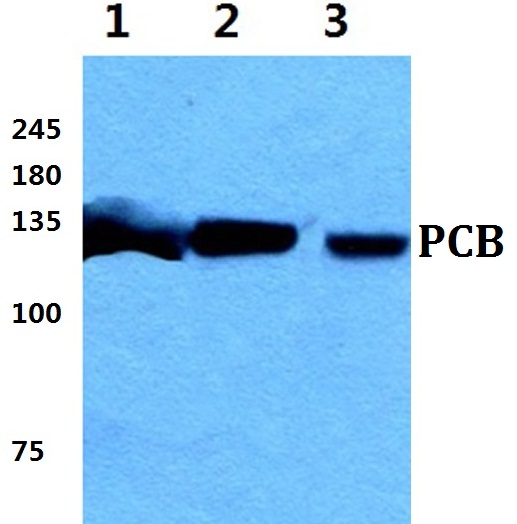 a03853 pc primary antiboties wb testing 1