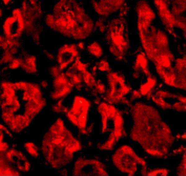 Immunofluorescence of Ski in human kidney tissue with Ski antibody at 20 μg/mL