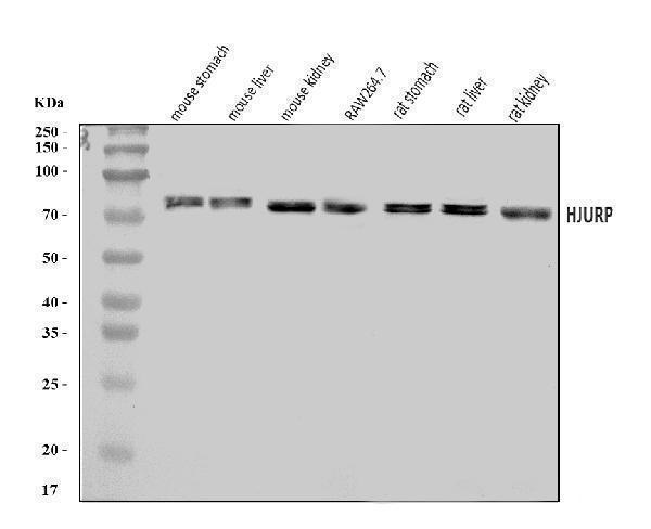  Western blot analysis of Hjurp using anti-Hjurp antibody (A03856-1)