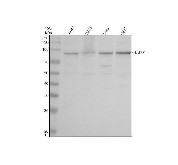 a03856 2 hjurp primary antibodies wb testing 1