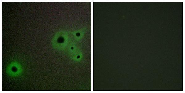 Immunofluorescence analysis of A549 cells, using MED23 Antibody