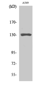 Western Blot analysis of various cells using CRSP130 Polyclonal Antibody cells nucleus extracted by Minute TM Cytoplasmic and Nuclear Fractionation kit 