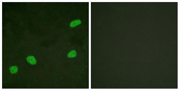 a03862 atrip primary antibodies if testing 1