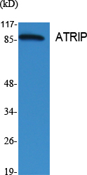 a03862 atrip primary antibodies wb testing 2