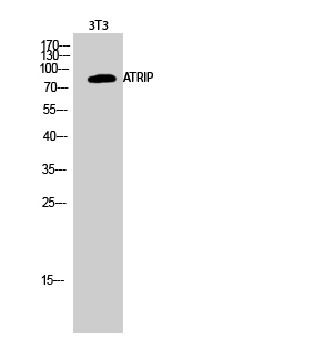 a03862 atrip primary antibodies wb testing 3