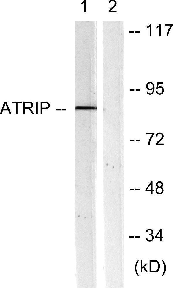 a03862 atrip primary antibodies wb testing 4