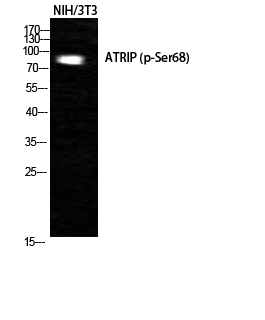 Western Blot analysis of NIH-3T3 cells using Phospho-ATRIP (S68) Polyclonal Antibody cells nucleus extracted by Minute TM Cytoplasmic and Nuclear Fractionation kit 