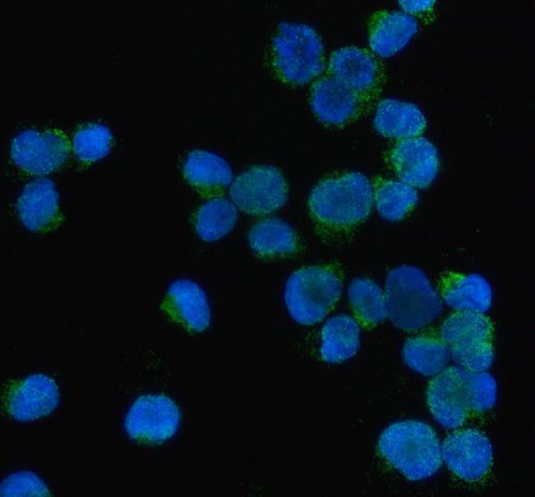 a03863 3 prtn3 primary antibodies if testing 1