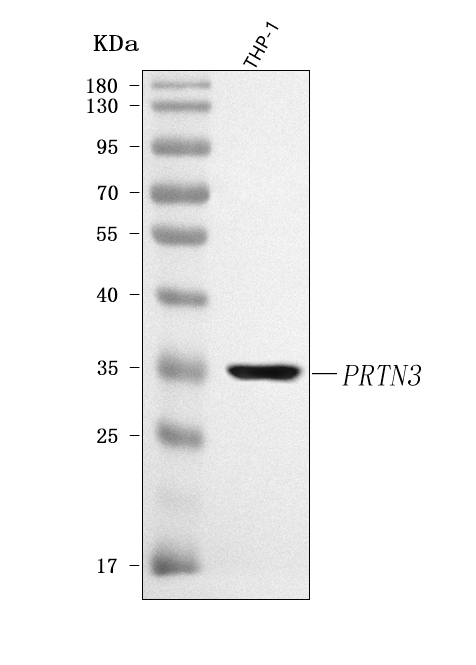  Western blot analysis of PRTN3 using anti-PRTN3 antibody (A03863-3)