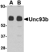 a03864 unc93b1 primary antibodies wb testing 1