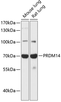 Western blot analysis of extracts of various cell lines, using PRDM14 antibody  at 1:1000 dilution