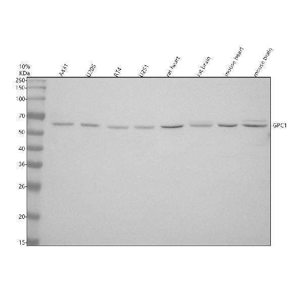 Western blot analysis of Glypican 1/GPC1 using anti-Glypican 1/GPC1 antibody (A03871-2)