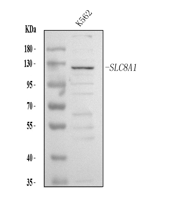 a03876 2 slc8a1 primary antibodies wb testing 1