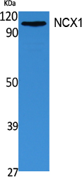 a03876 slc8a1 primary antibodies wb testing 1