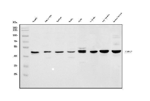 a03877 1 homer1 primary antibodies wb testing 1