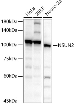 a03878 nsun2 primary antiboties wb testing 1
