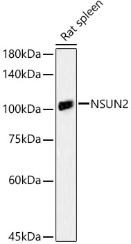 a03878 nsun2 primary antiboties wb testing 2