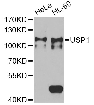a03881 usp1 primary antiboties wb testing 1