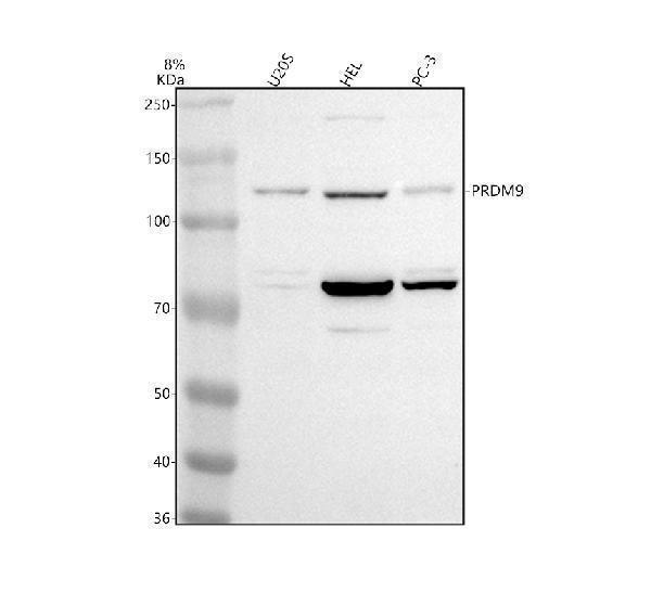 a03882 3 prdm9 primary antibodies wb testing 1