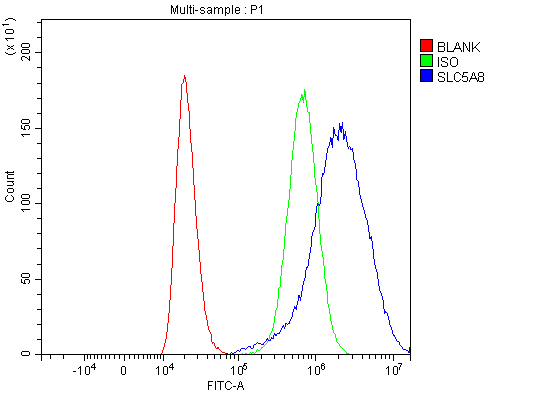  Flow Cytometry analysis of 293T cells using anti-SLC5A8 antibody (A03883-3)