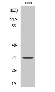 Western Blot analysis of Jurkat cells using C/EBP ε Polyclonal Antibody cells nucleus extracted by Minute TM Cytoplasmic and Nuclear Fractionation kit 