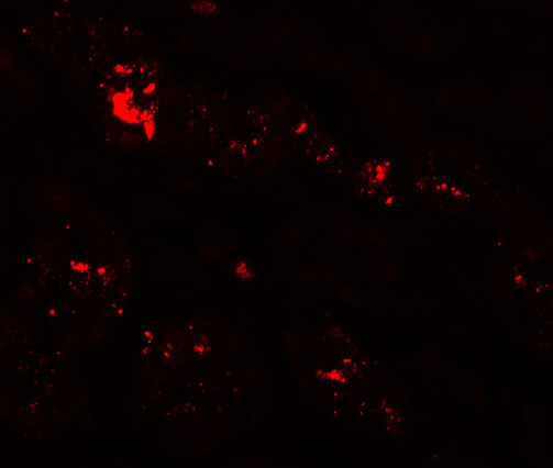 Immunofluorescence of ZIP1 in human kidney tissue with ZIP1 antibody at 20 μg/mL