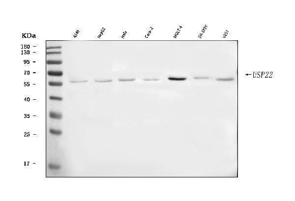 a03887 2 usp22 primary antibodies wb testing 1