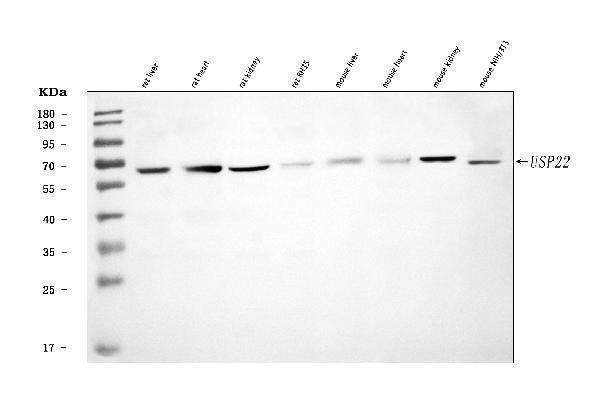 a03887 2 usp22 primary antibodies wb testing 2