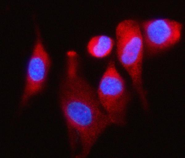 a03888 1 eif4g2 primary antibodies if testing 2