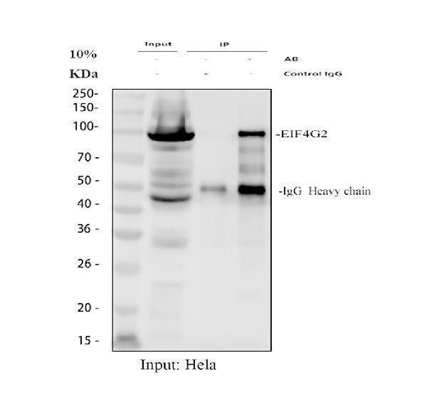 Immunoprecipitating (IP) P97/DAP5/EIF4G2 in Hela whole cell lysate