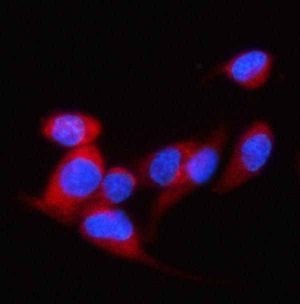 a03888 2 eif4g2 primary antibodies if testing 2