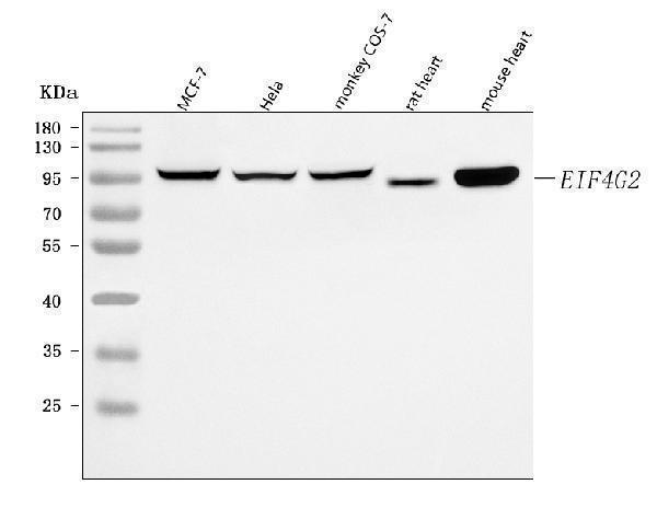 a03888 2 eif4g2 primary antibodies wb testing 1